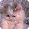 猫爪工具箱app v1.1.7安卓版 猫爪工具箱app v1.1.7安卓版