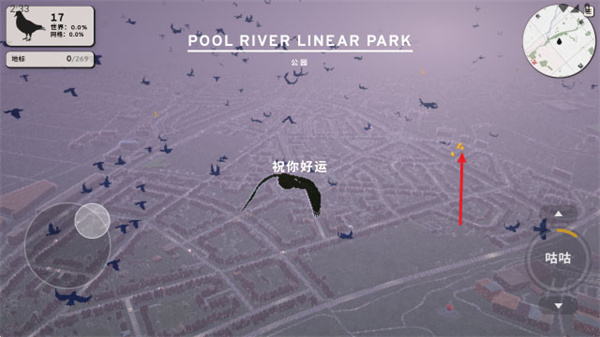 鸽子一段爱情故事 鸽子一段爱情故事