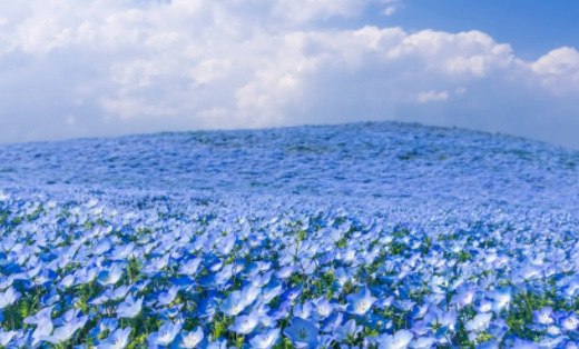 花花壁纸手机壁纸 花花壁纸手机壁纸